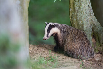 borsuk badger © Pawel