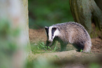 borsuk badger © Pawel