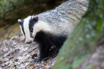 borsuk badger © Pawel