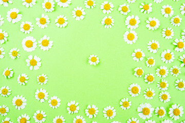 Full screen of small white chrysanthemum spring flowers poster