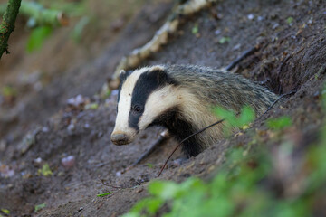 borsuk badger © Pawel