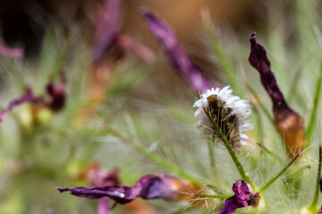 Tiny Hairy Worm Climbing on Plant