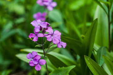 Annual Honesty.Violet flowers on the spring photo.