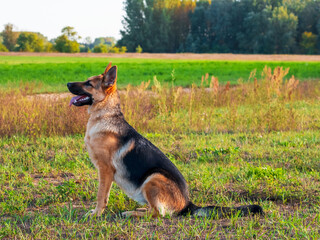 Beautiful german shepherd dog, smart and easy to train on the edge of the forest