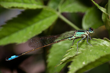 Dragonfly on a leaf