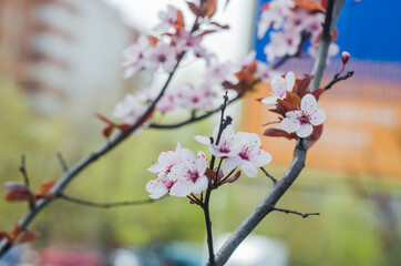 Beautiful flowers on a tree branch. Spring Background. Blossom tree.