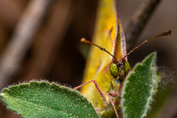 Beautiful butterfly close up macro portrait