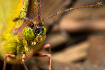 Beautiful butterfly close up macro portrait