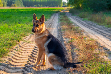 Beautiful german shepherd dog, smart and easy to train on the edge of the forest