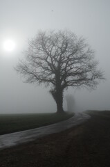 Brouillard en Poitou