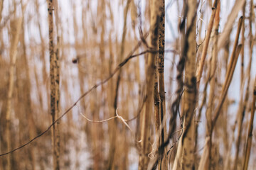 Fototapeta premium Reed texture closeup. Blurred background and reed stalks create a creative concept. There are red spots on the stems and the flowering of reeds is visible
