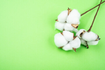 Cotton bolls on green background