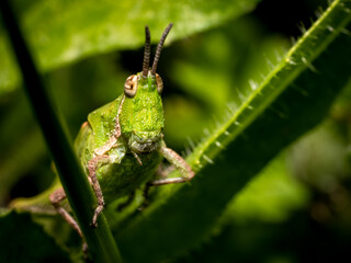 Green grasshopper Macro Portrait