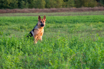 Beautiful german shepherd dog, smart and easy to train on the edge of the forest