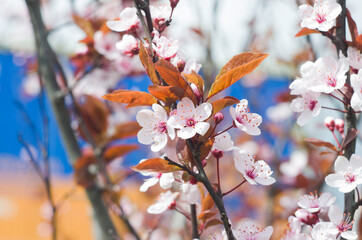 Beautiful flowers on a tree branch. Spring Background. Blossom tree.