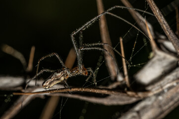 Spider creating web