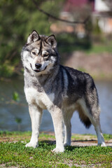 Naklejka na ściany i meble Siberian husky wolf cub on the lake