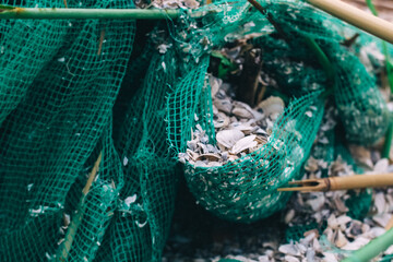 An old green fishing net is torn apart, covered in shells. The blurred edges of the photograph create concept of the passage of time and aging. Nature background. Close-up of vintage fishing tackle