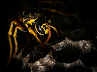 Wasp on its Nest Macro Close up 
