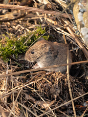 bird in the nest