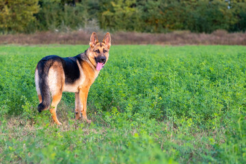 Beautiful german shepherd dog, smart and easy to train on the edge of the forest