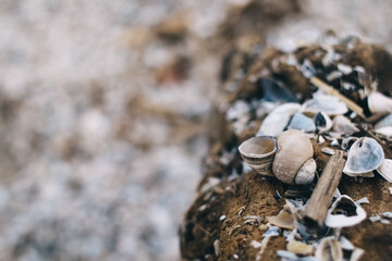 Close-up of a clam shell containing smaller shells. Texture. Wildlife concept. Small molluscs that ate the meat of a large mollusk