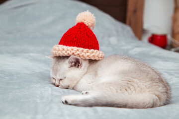White British kitten asleep on a gray blanket.