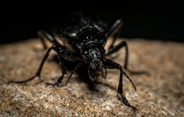 Black insect Macto Shot