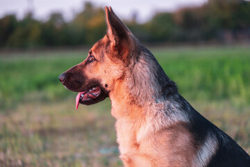 Beautiful german shepherd dog, smart and easy to train on the edge of the forest