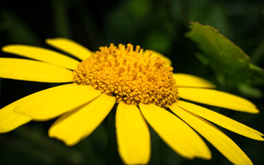 Daisy Macro close up shot