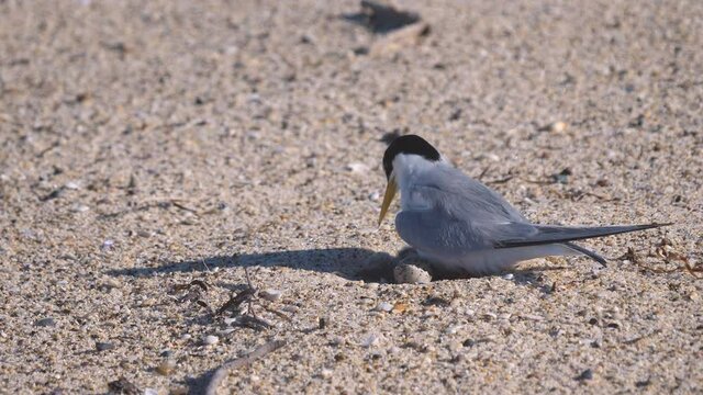 high frame rate clip of a little tern adult settling onto its nest on a beach at the entrance in nsw, australia