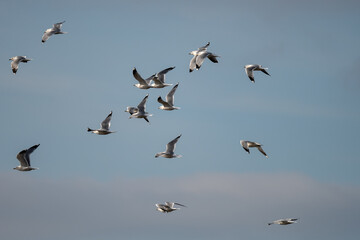 A small flock of seagulls takes flight in the evening sunlight