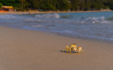 crab on the beach