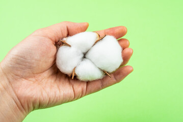 Hand holds a cotton flower on green background