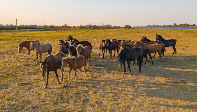 A herd of horses graze on the river bank. Delta of the Volga River. Aerial photography.