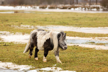 pony on a meadow in winter
