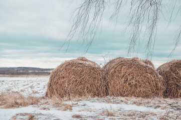Stacks of dry straw in the field in winter. Blue sky and snow. Winter Village