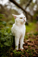 Beautiful White Cat Portrait in Nature 