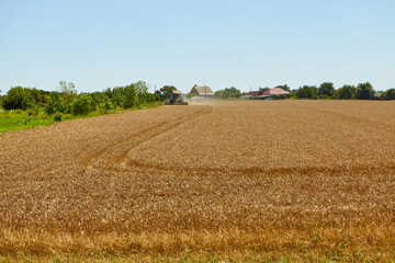 Fototapeta premium Combine harvester in action on wheat field. Process of gathering a ripe crop.
