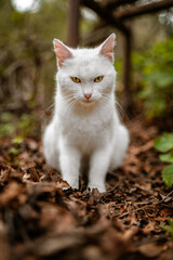 Naklejka na ściany i meble Beautiful White Cat Portrait in Nature 
