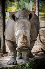 Fototapeta premium Rhino close up in full face