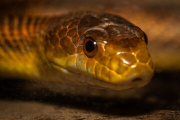 Brown snake close up macro portrait
