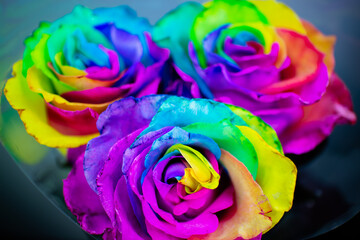Fototapeta na wymiar three rose flowers of rainbow color