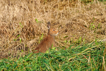 エゾユキウサギ