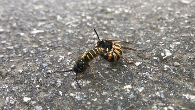 Close up of two wasps mating on a sidewalk