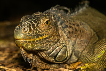 Iguana close up macro portrait