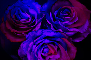 three rose flowers of an unusual color