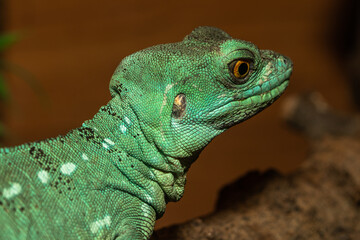 Green lizard on a branch, Close up portrait 