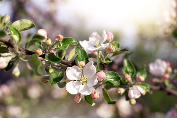apple tree blooming branch in spring garden close up