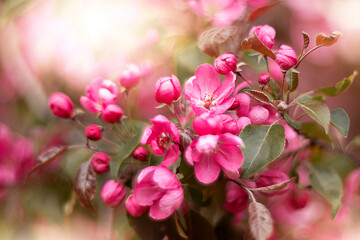 Apple tree bloom with pink flowers in spring garden close up